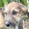 Berti Welpe R Treue Pfoten